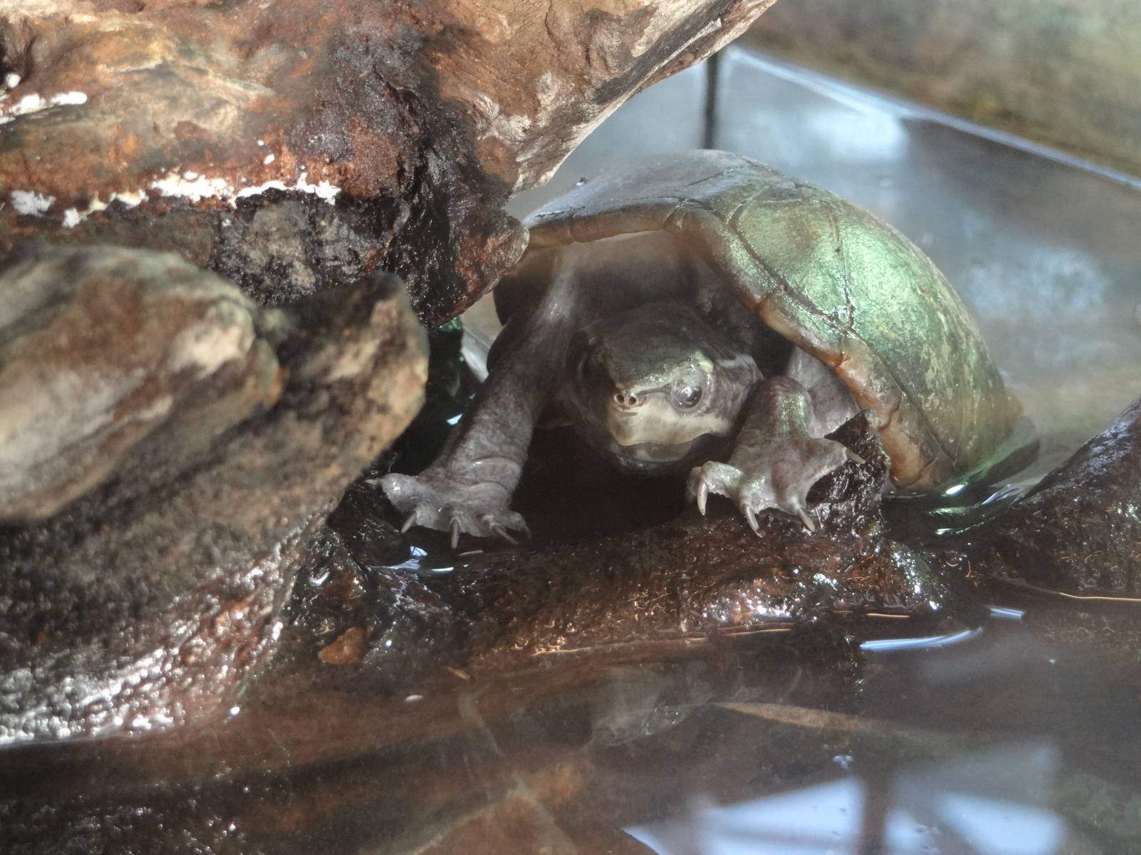 Common musk turtle (Sternotherus odoratus)