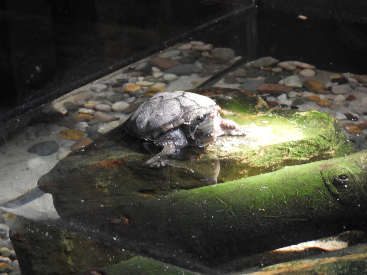 Common Musk Turtle (Sternotherus odoratus)