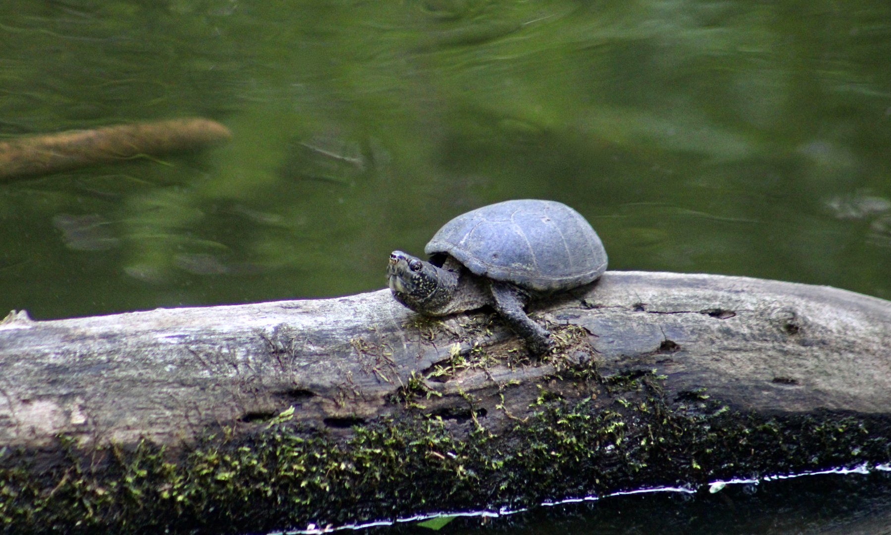 Common Musk Turtle (Sternotherus odoratus)