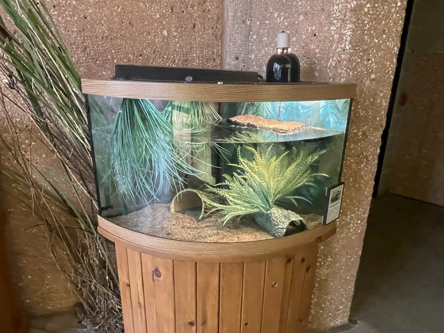 Common Musk Turtle Tank