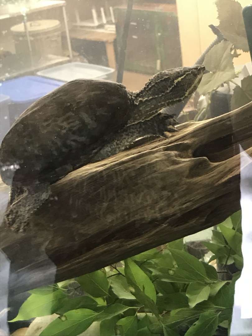 Common musk turtle