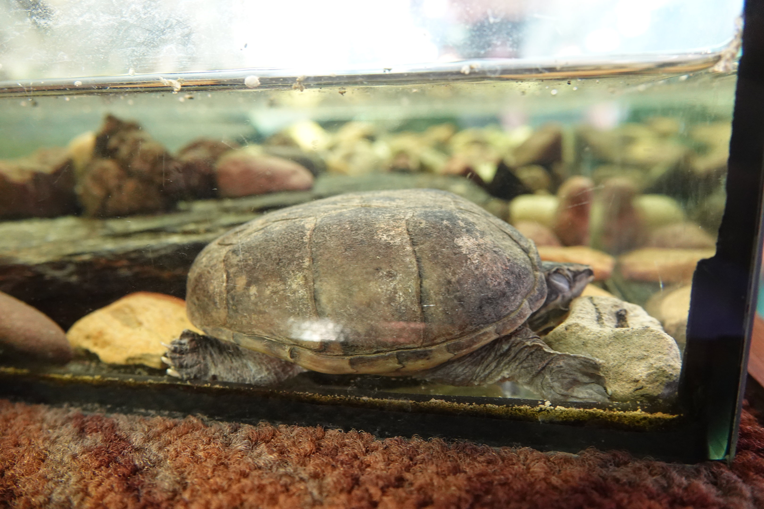 Common musk turtle