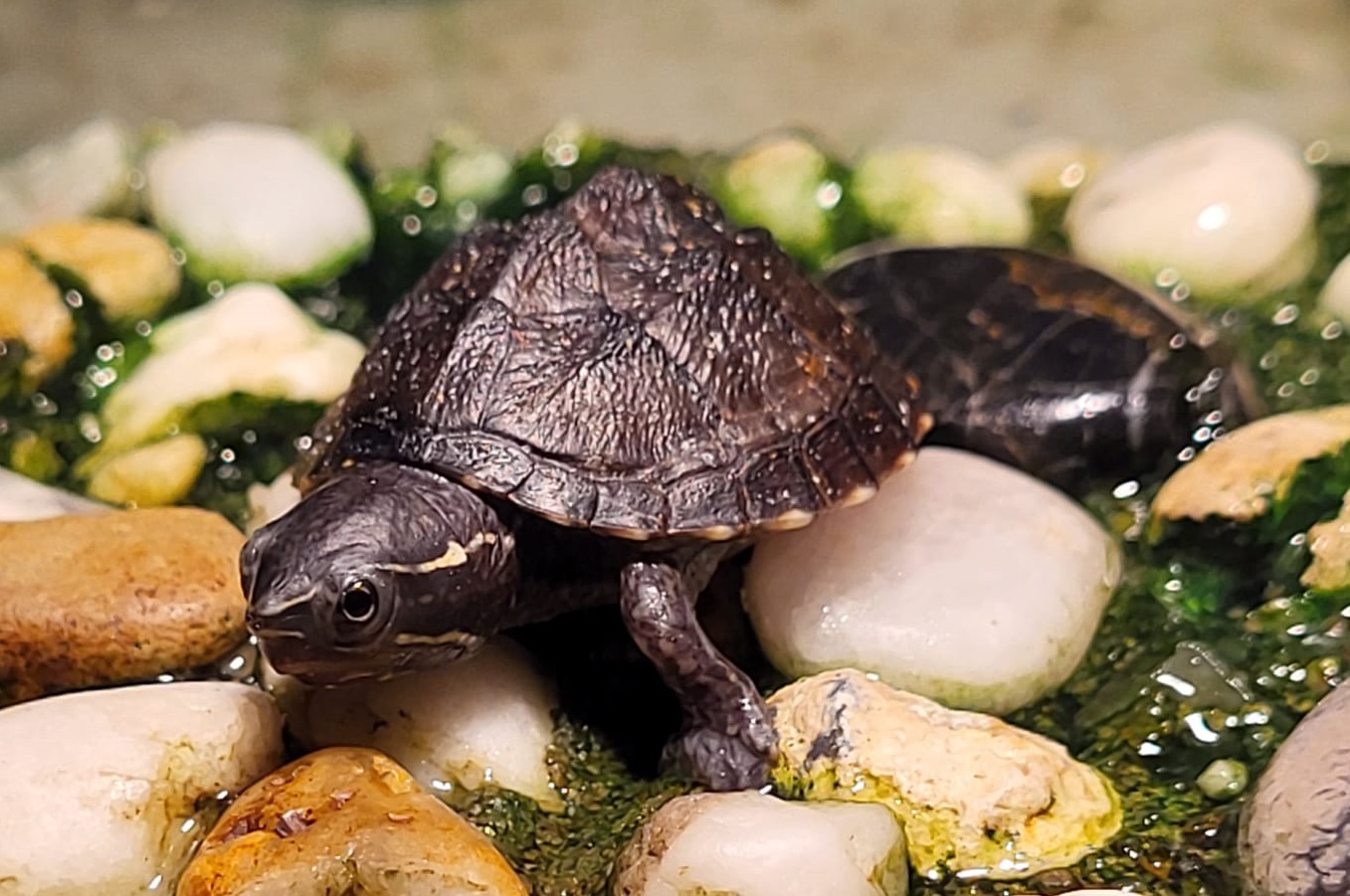 Common musk turtle