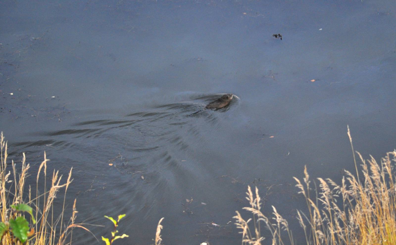 Common Muskrat - Alaska