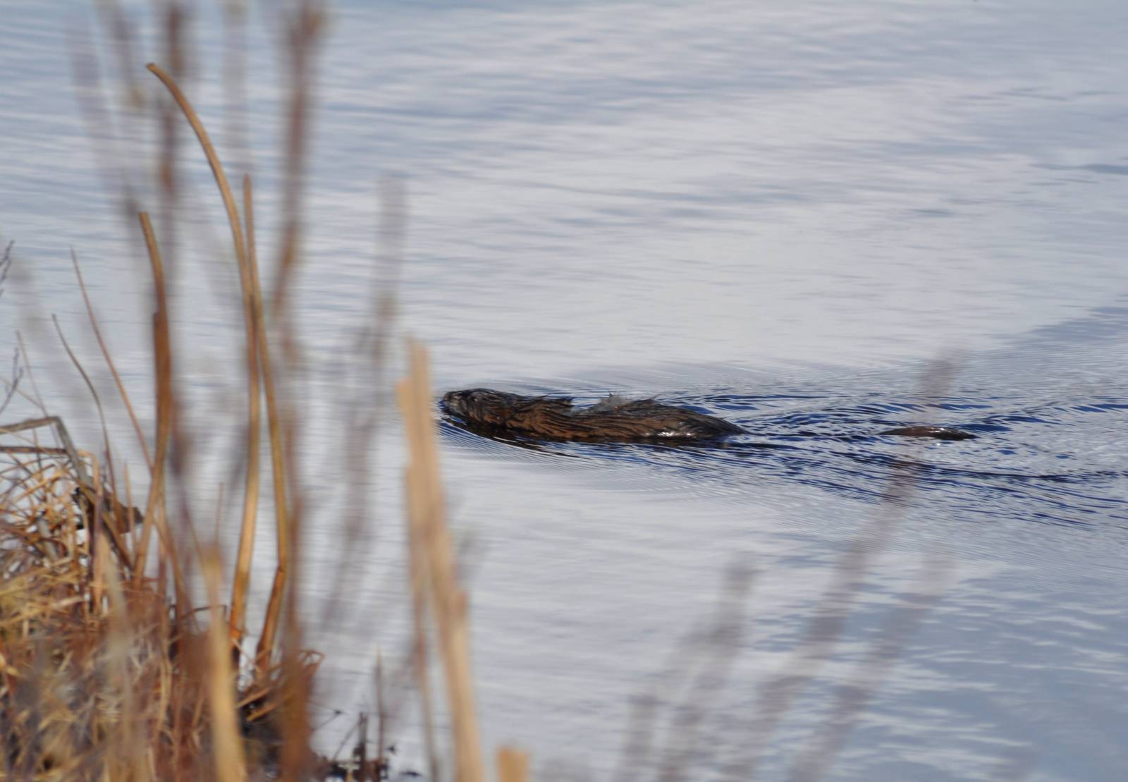 Common Muskrat - Alaska
