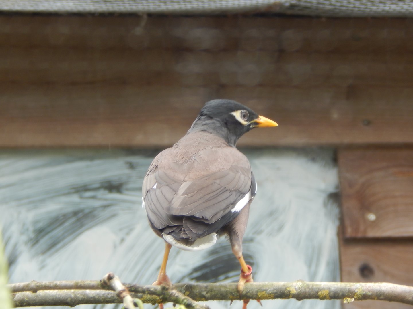 Common myna 060625