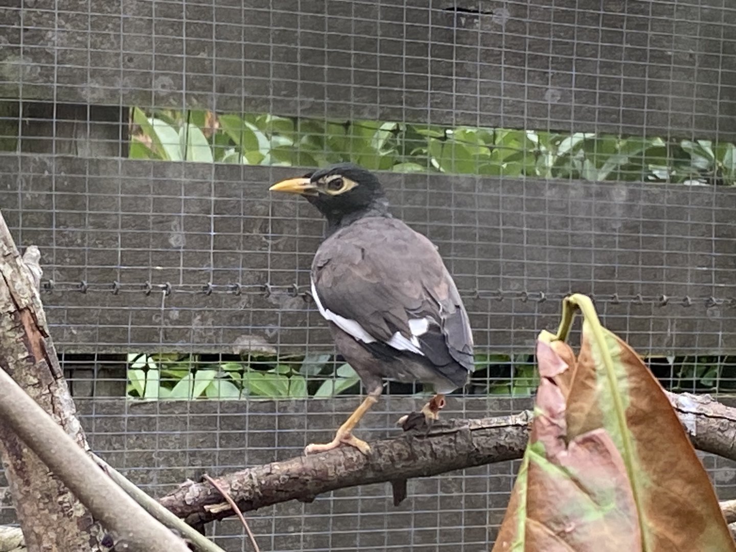 Common myna 101025