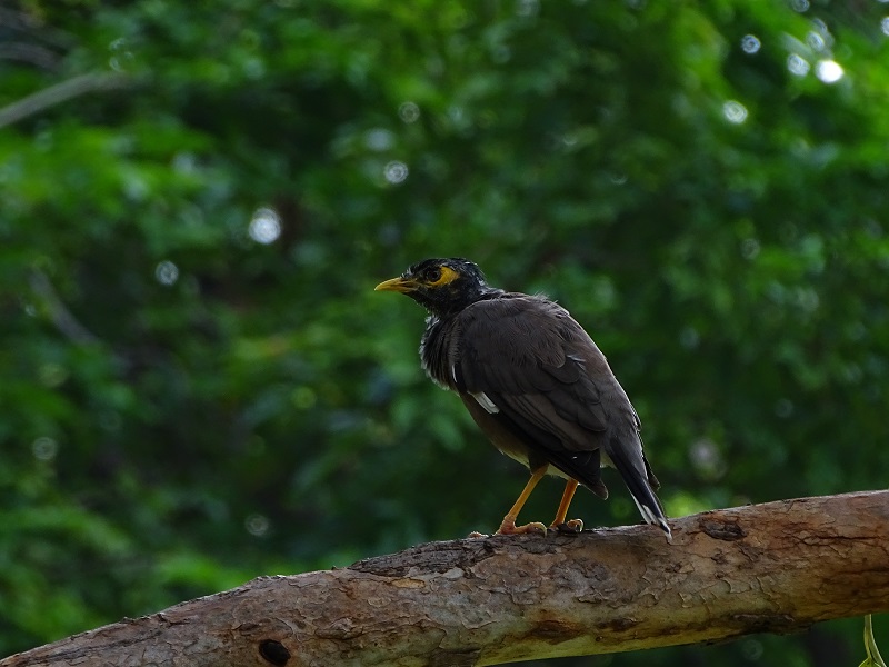 Common myna (Acridotheres tristis tristis)