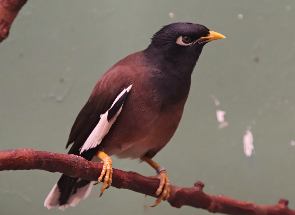 Common myna (Acridotheres tristis tristis)