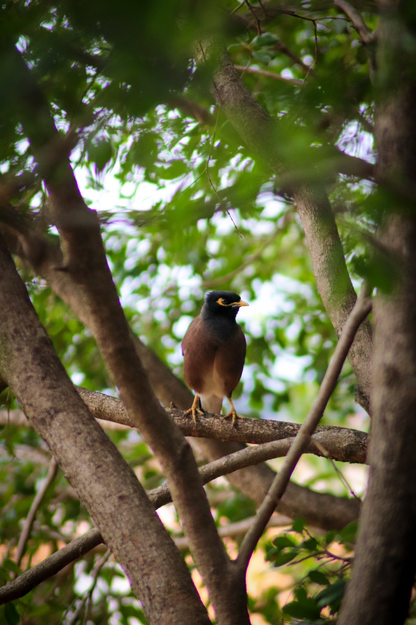Common Myna (Acridotheres tristis)