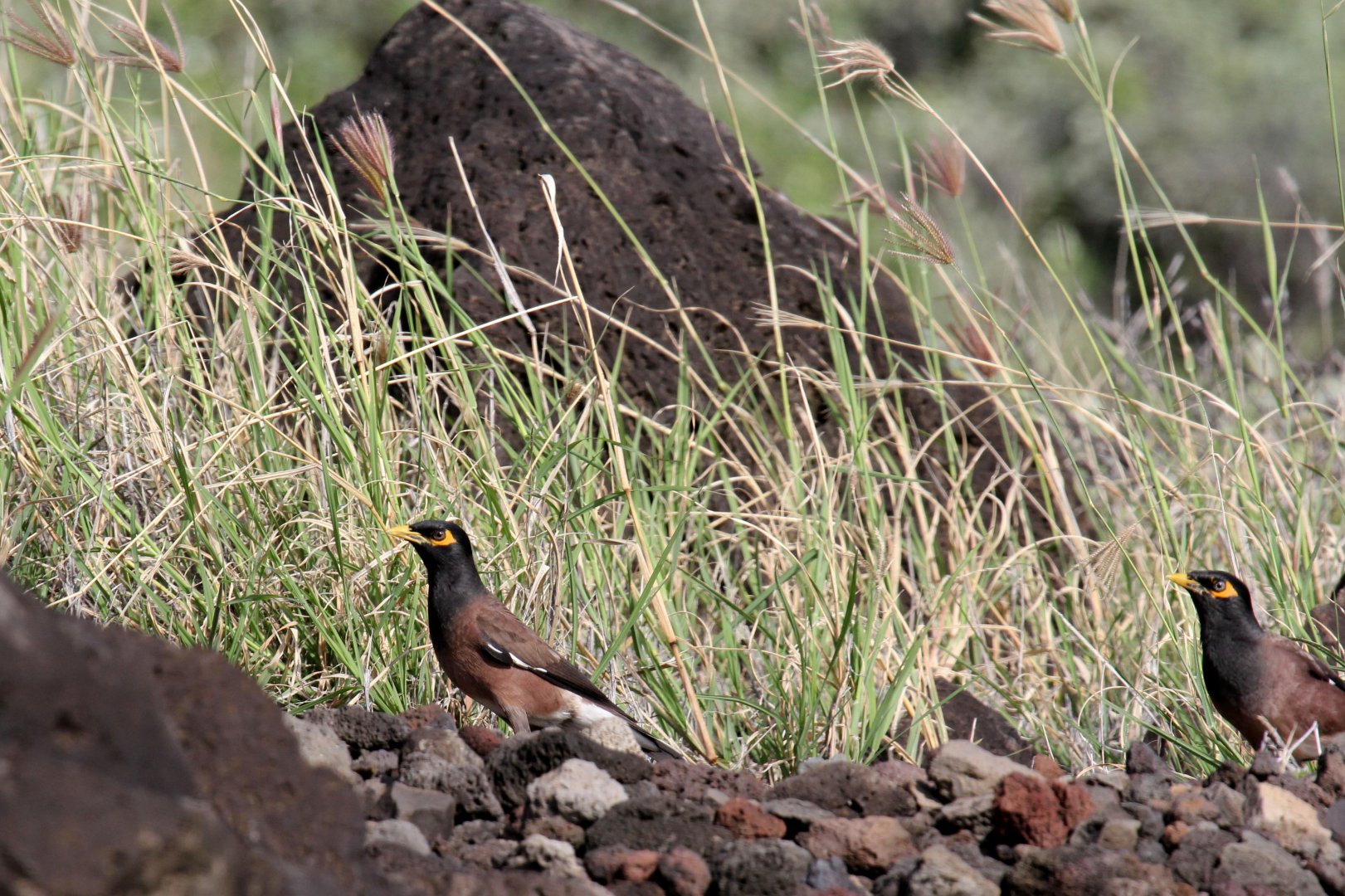 Common Myna (Acridotheres tristis)