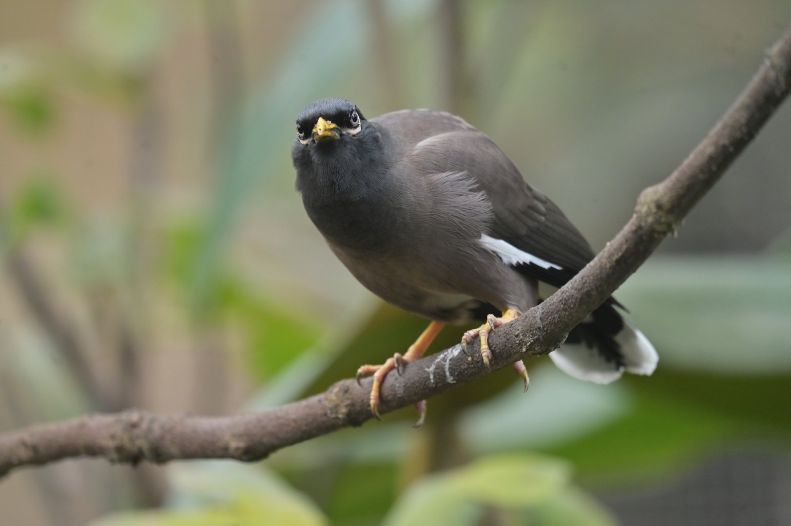 Common Myna Acridotheres tristis