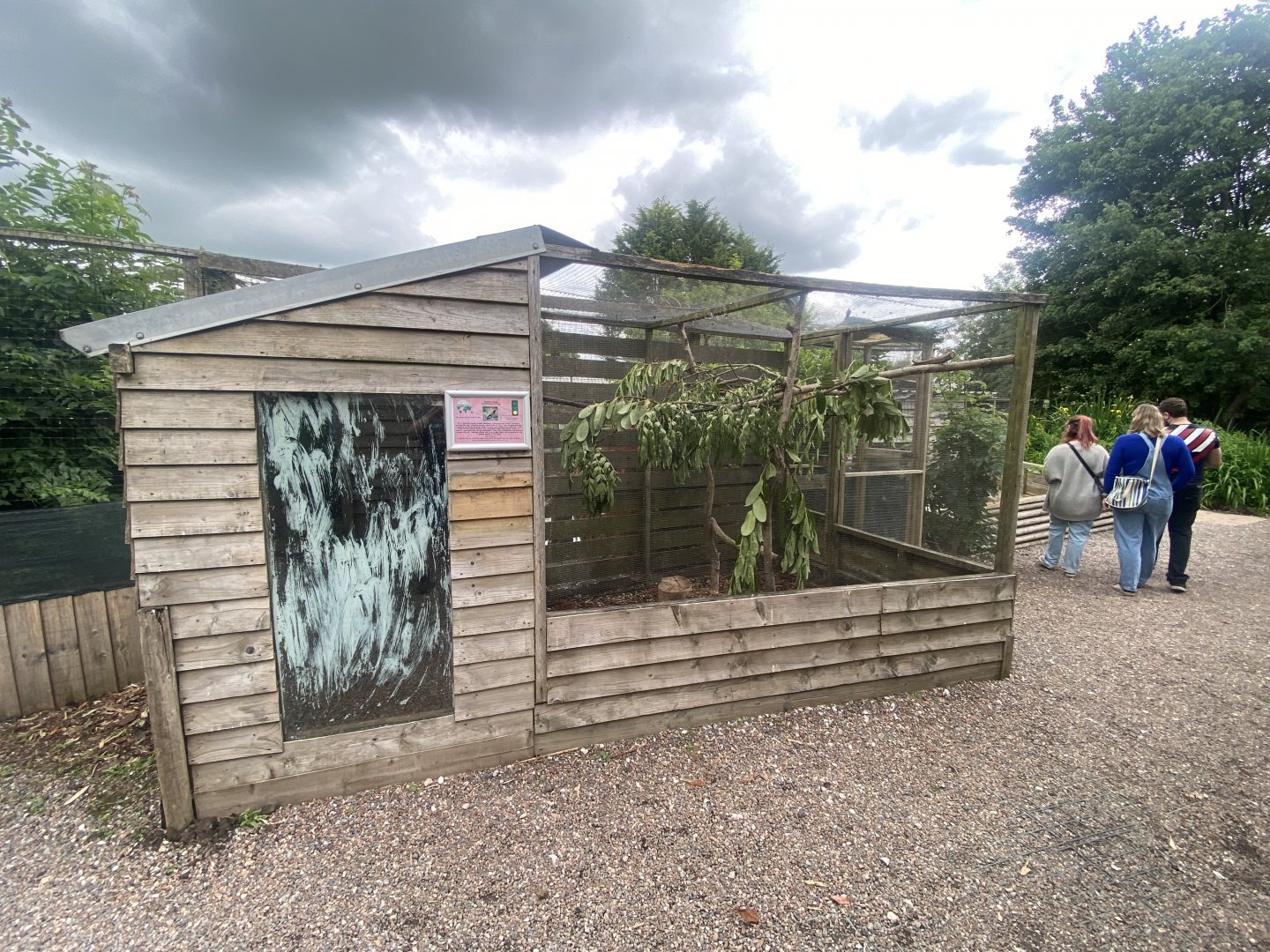 Common myna aviary 060625
