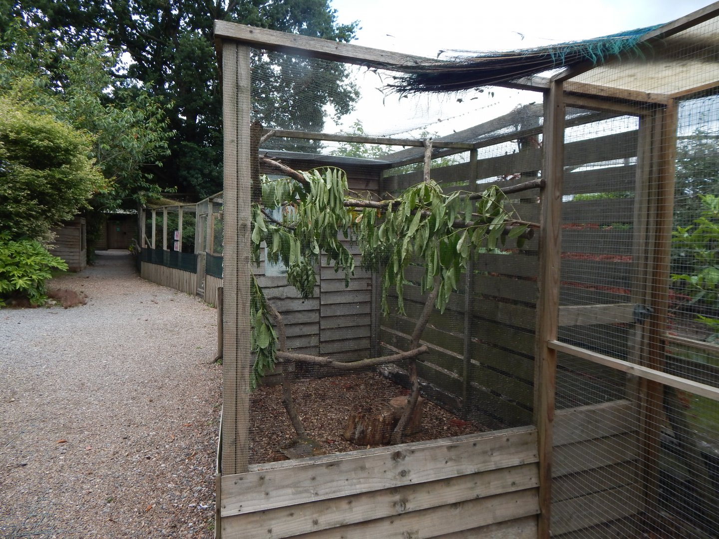 Common myna aviary 060625