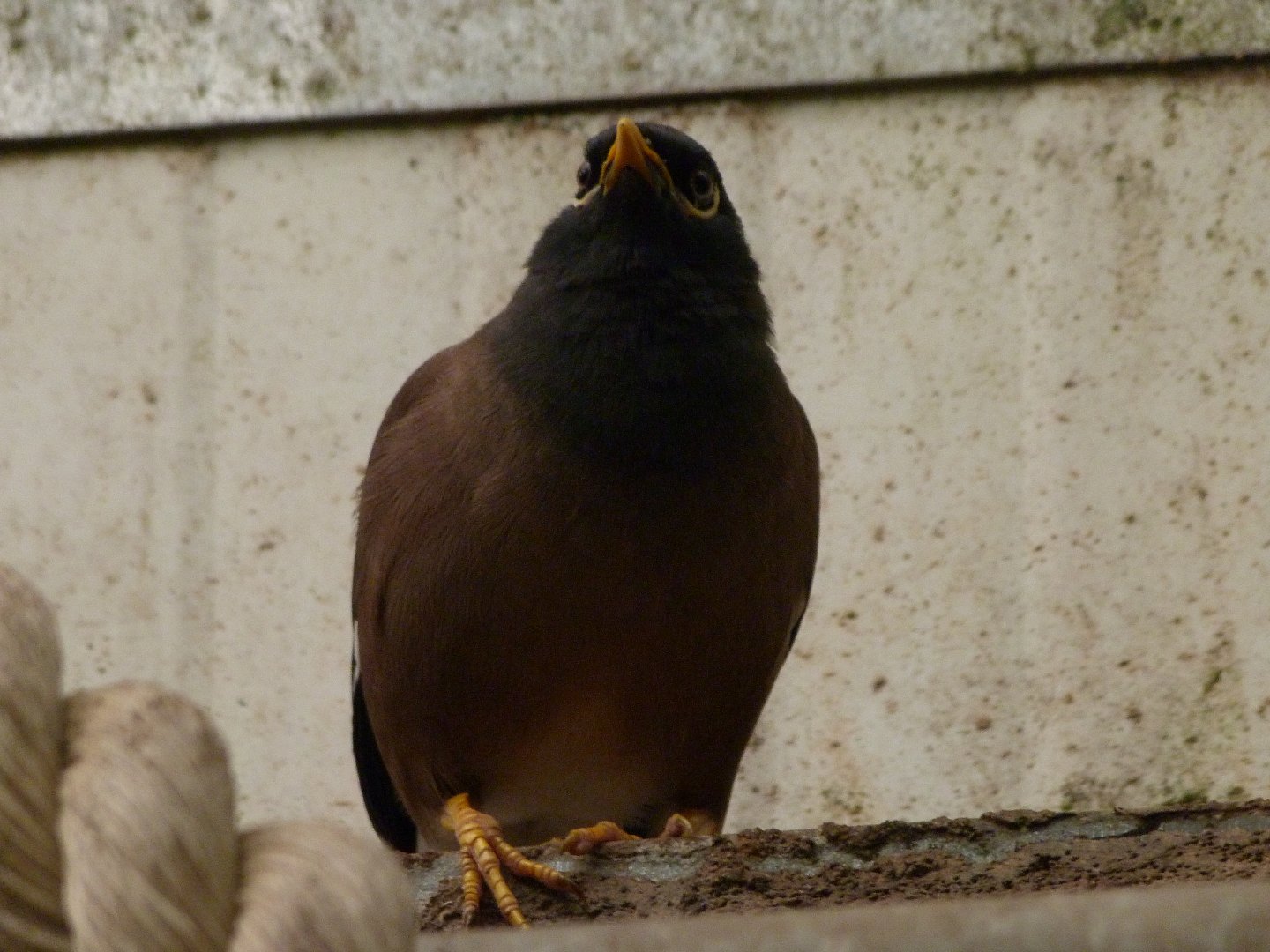 Common myna -ZooParc de Beauval (2025)