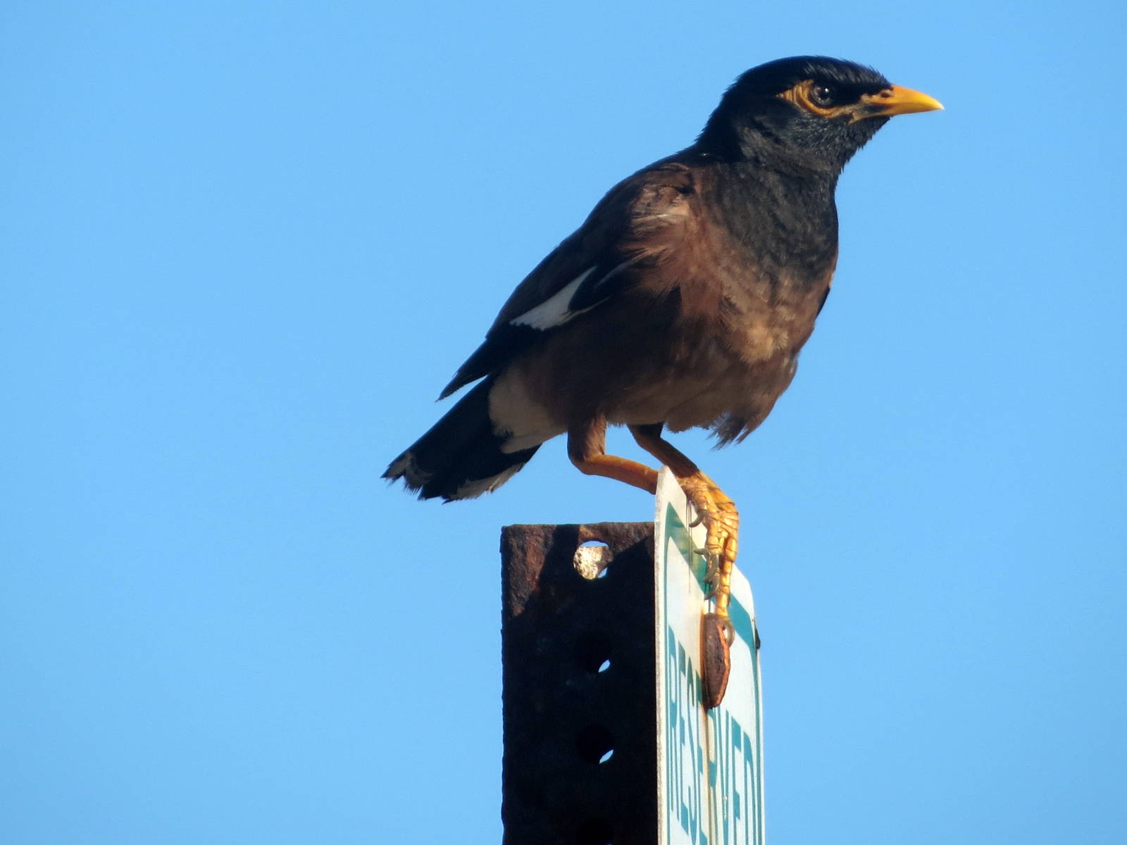 Common Myna