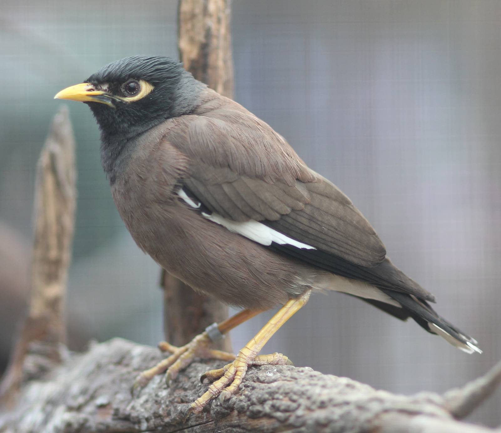 Common myna