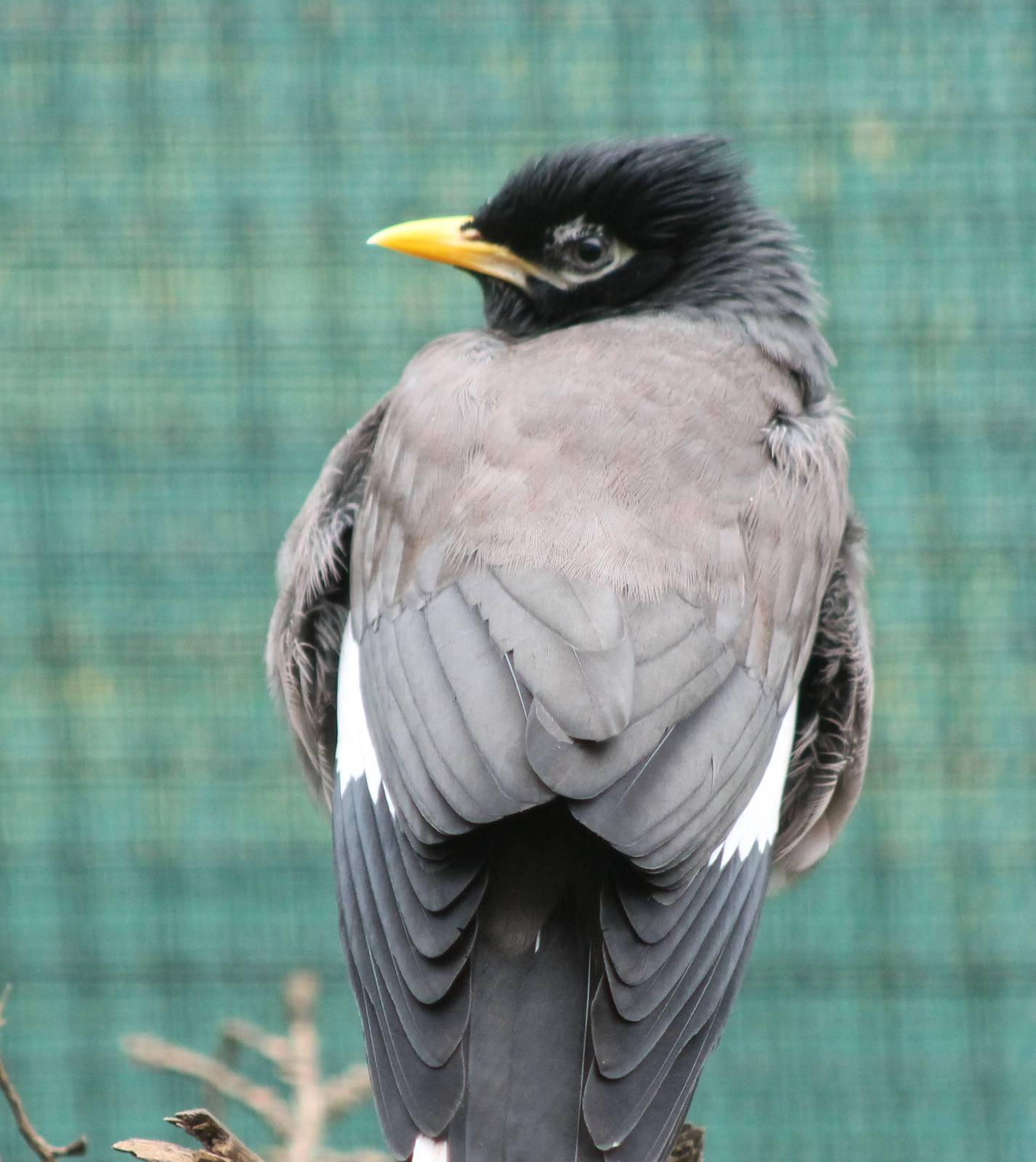 Common myna