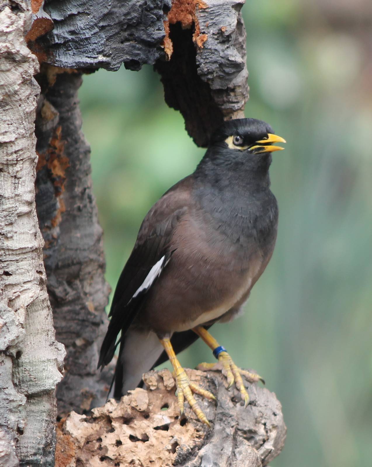 Common myna