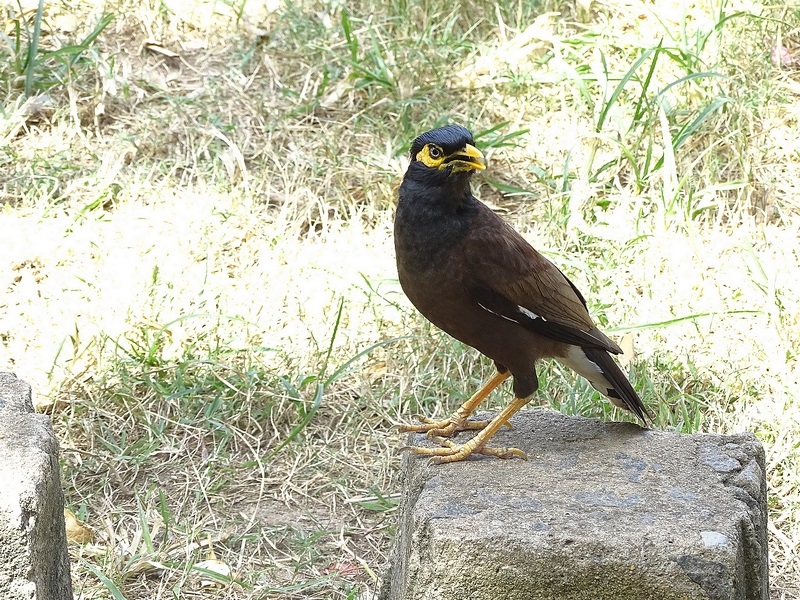 Common myna
