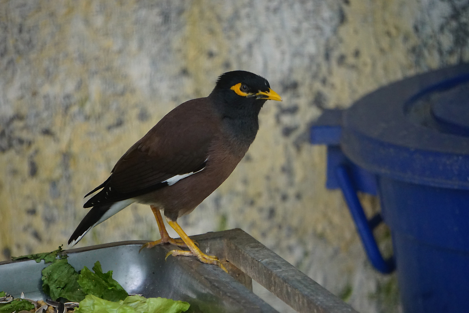 Common myna
