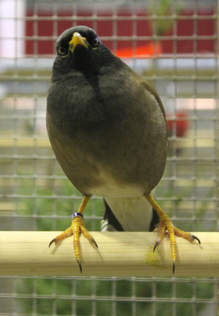 Common myna
