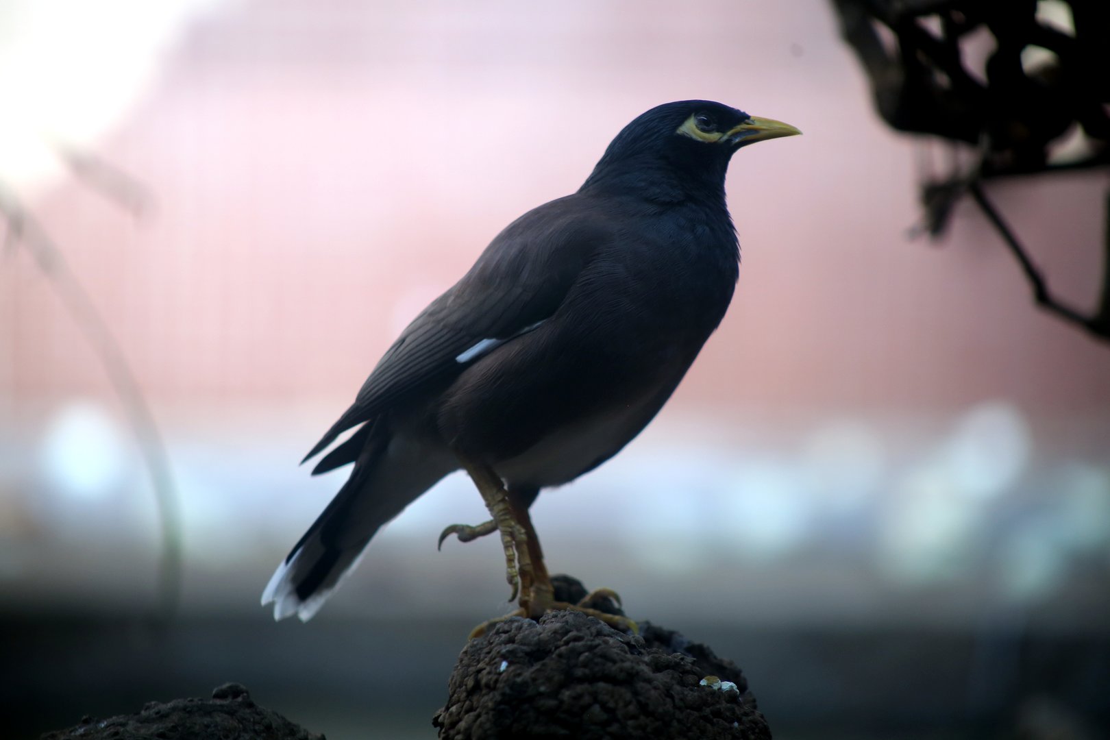 Common Myna