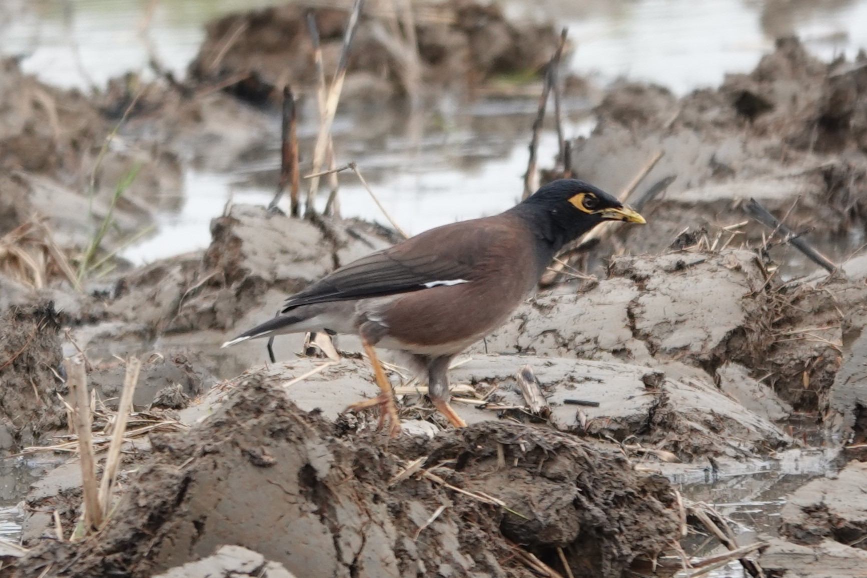 Common Myna
