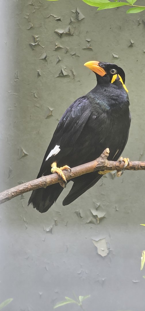 Common myna