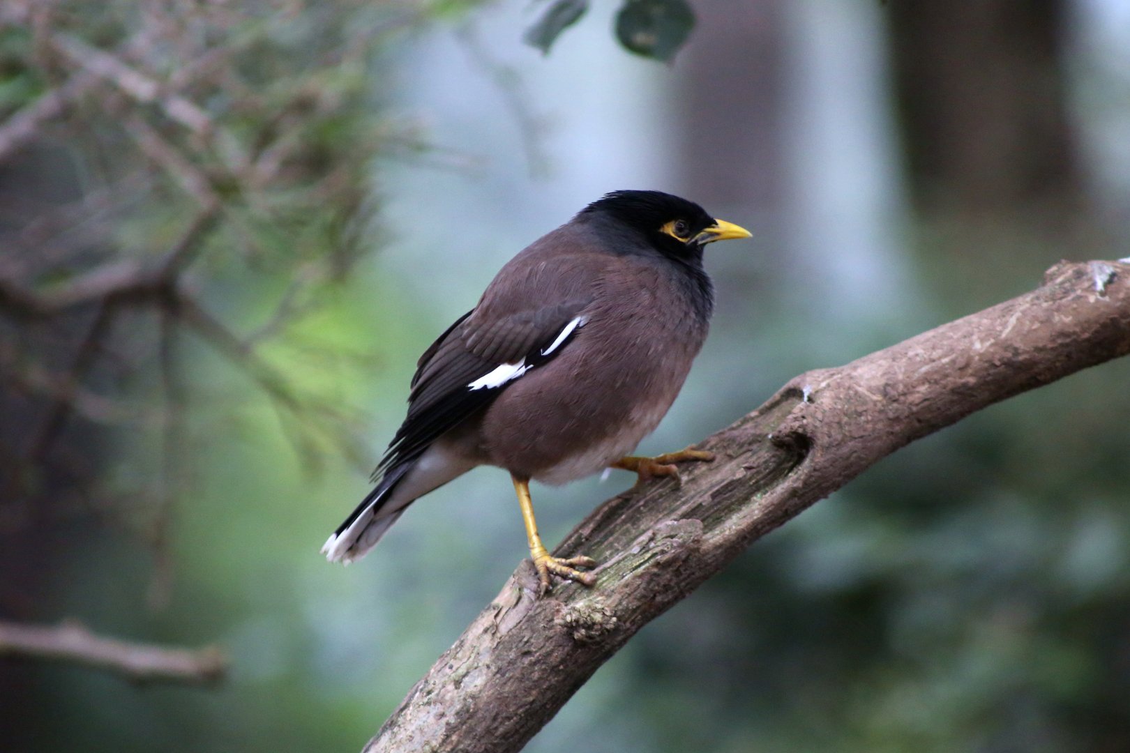 Common Myna