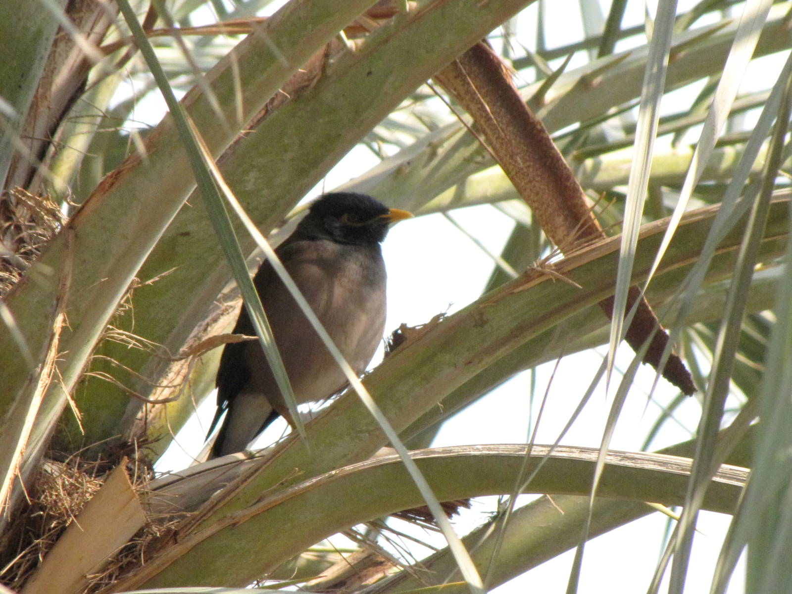 common myna