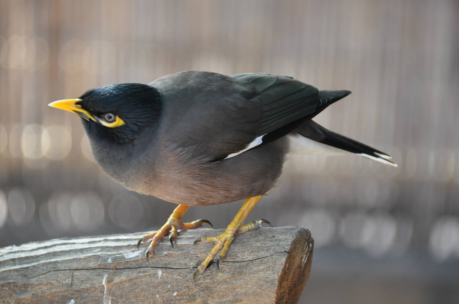 Common mynah/ Acridotheres tristis