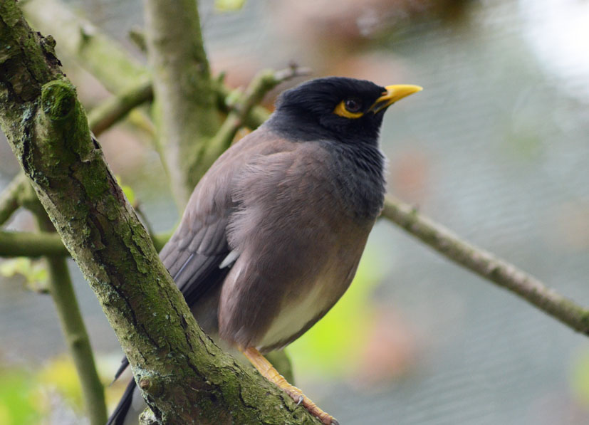 COMMON MYNAH OR INDIAN MYNAH