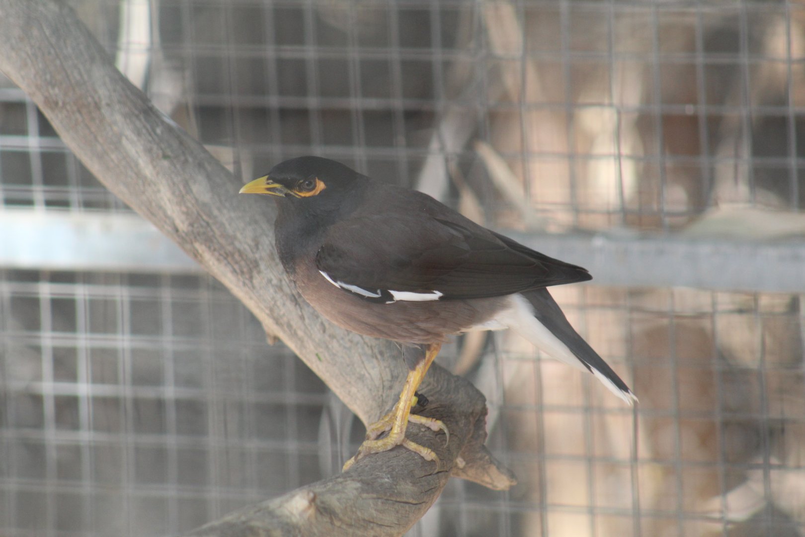 Common Mynah