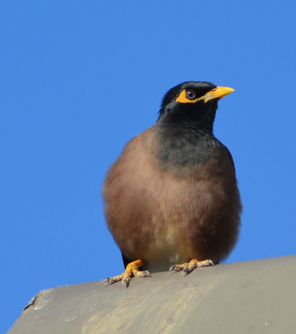 Common mynah