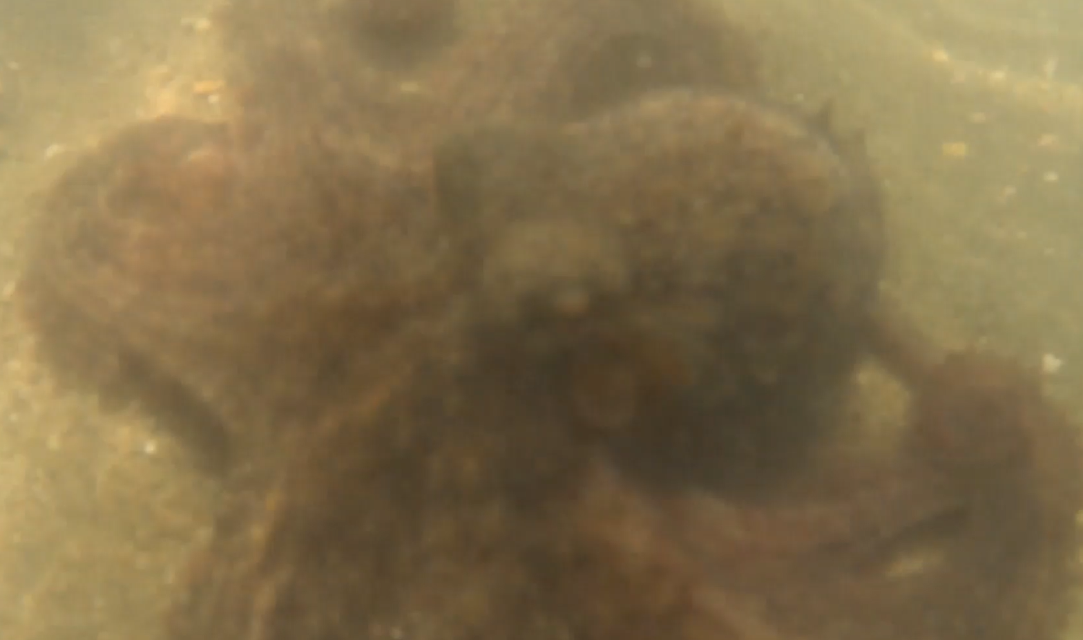 Common New Zealand Octopus