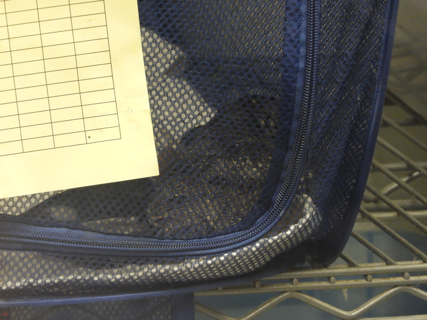 Common Nighthawk (Chordeiles minor)