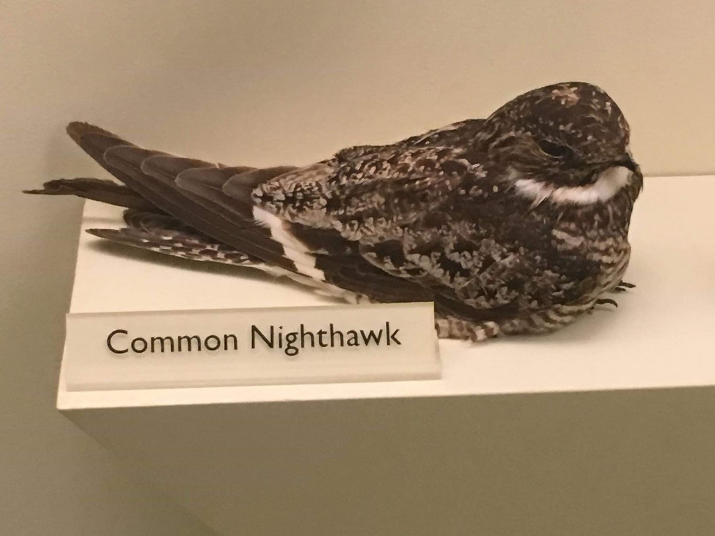 Common nighthawk (Chordeiles minor)