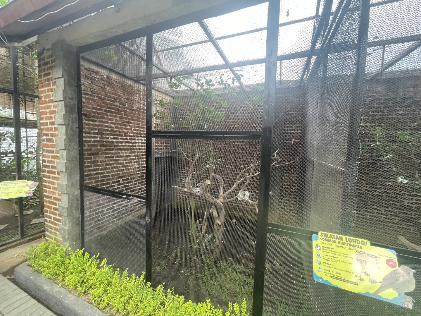 common nightingale exhibit