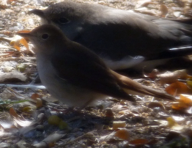 Common nightingale (Luscinia megarhynchos) (and pratincole)