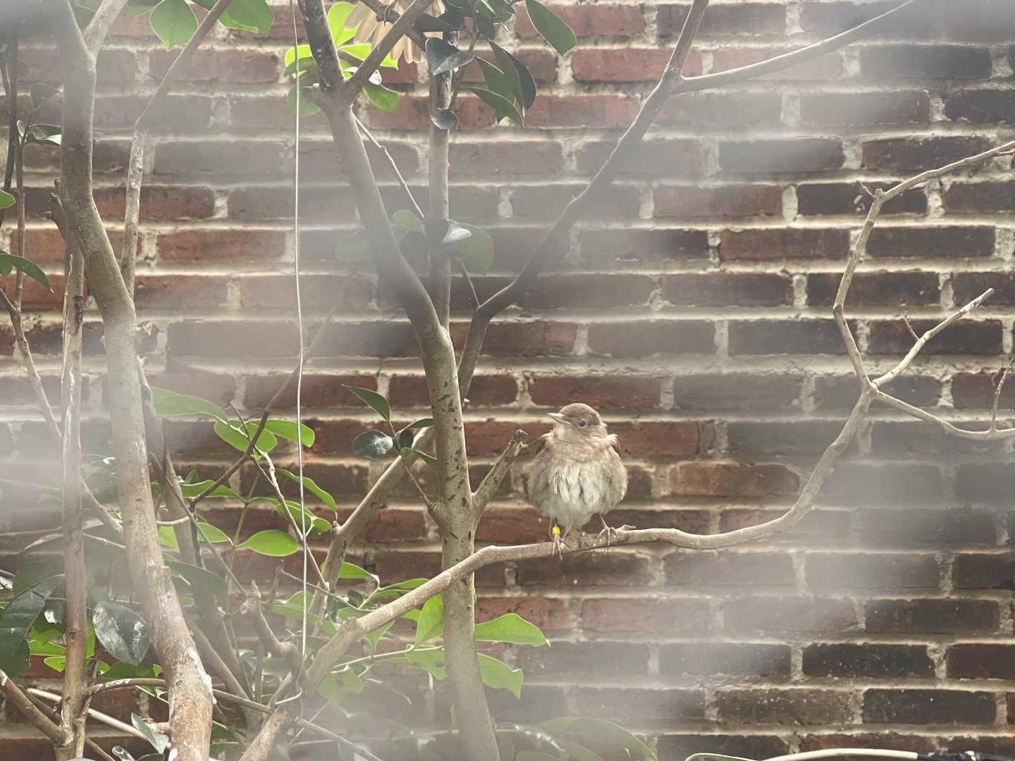 common nightingale (luscinia megarhynchos)