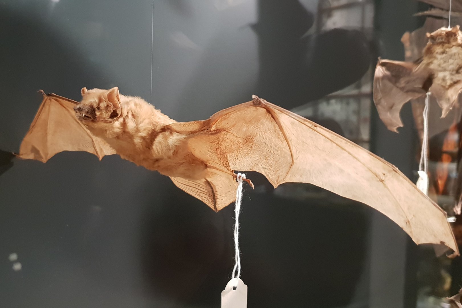 Common noctule - Nyctalus noctula