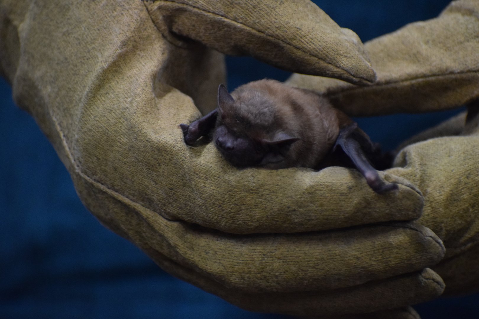 Common noctule - special event (Night with bats)