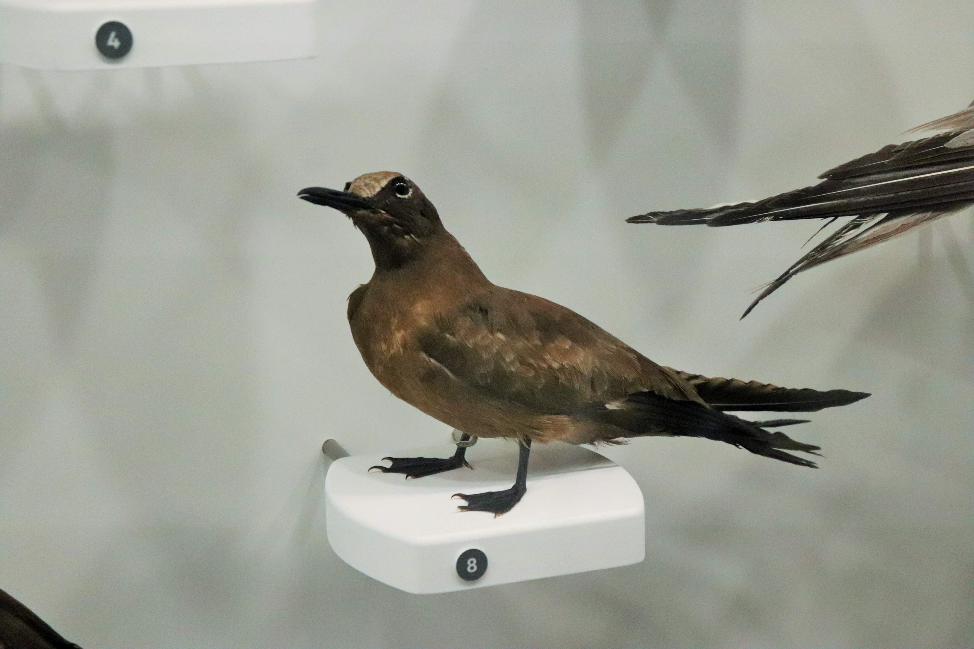 Common Noddy (Anous stolidus)
