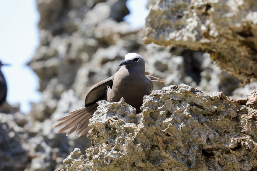 Common Noddy sunning itself
