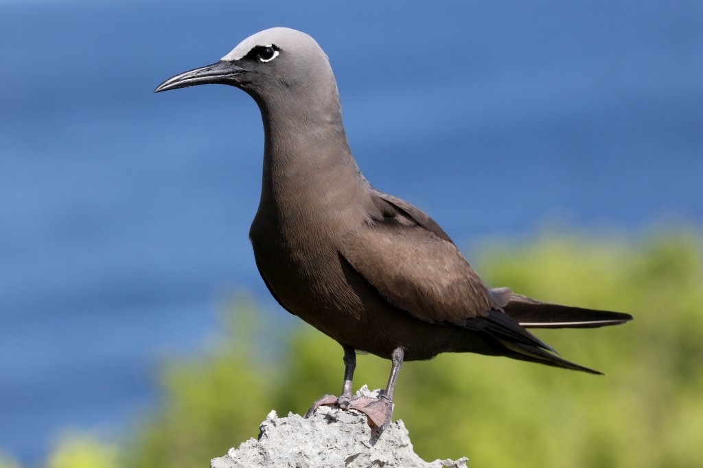 Common Noddy