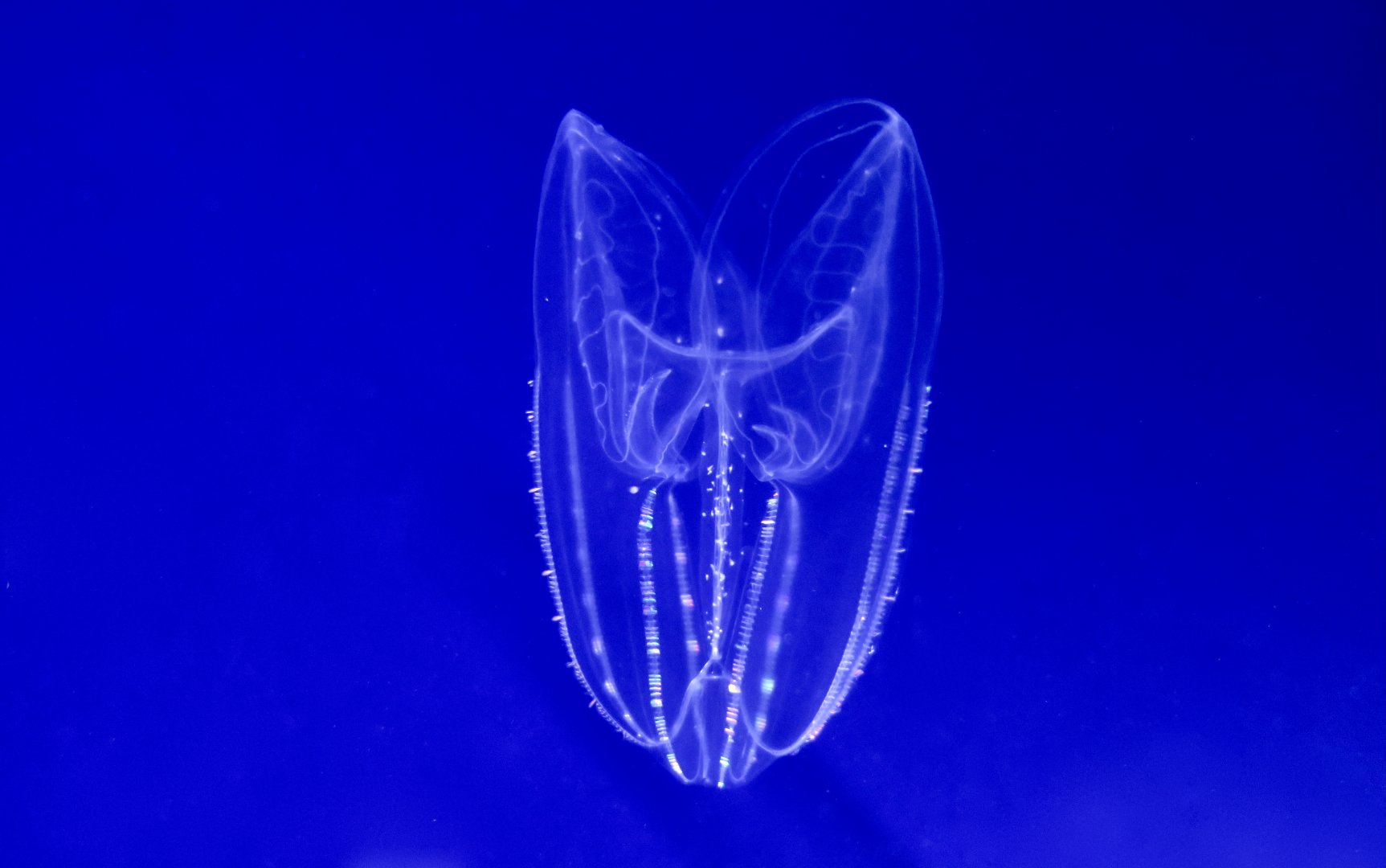 Common Northern Comb Jelly (Bolinopsis infundibulum)