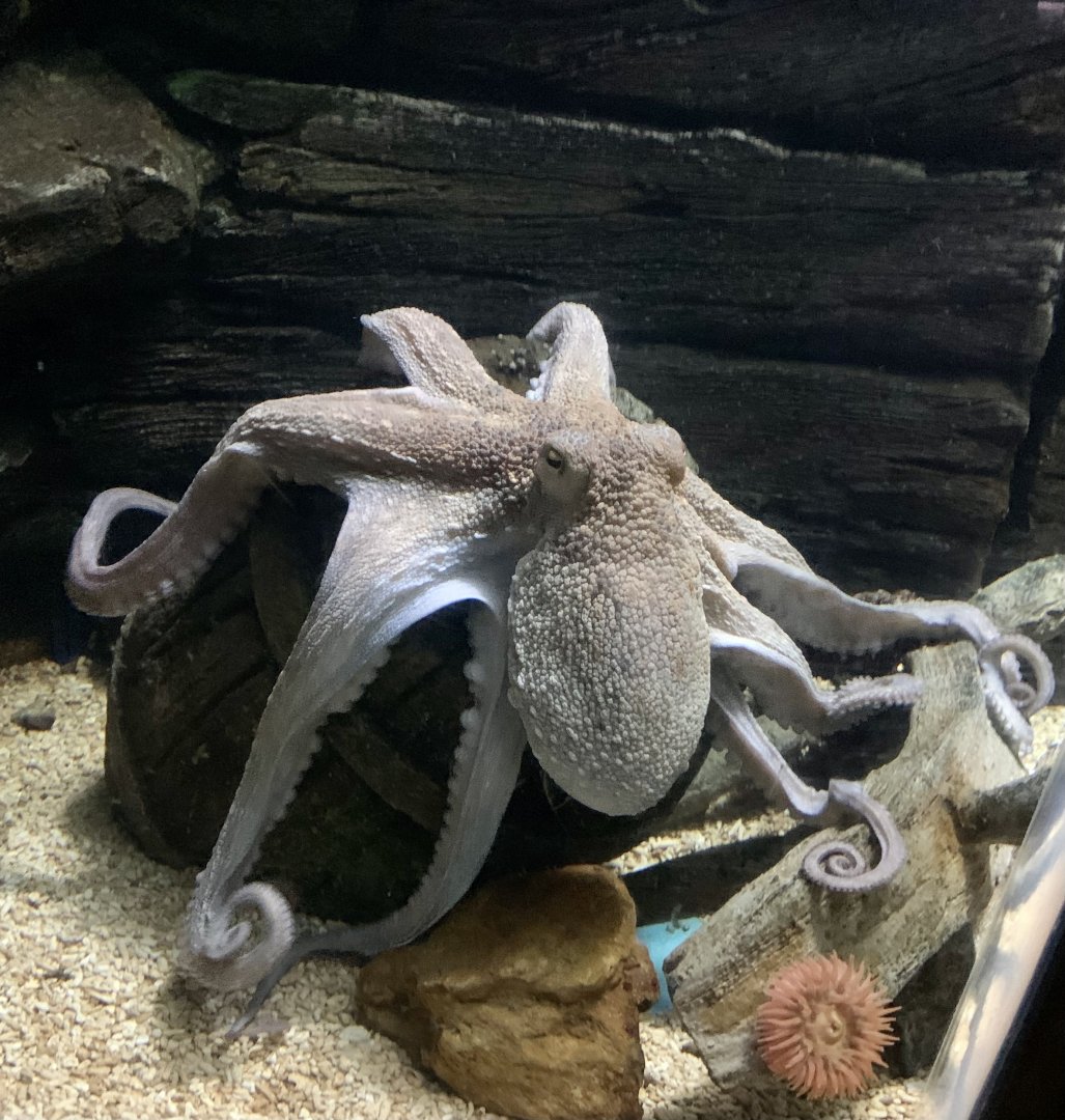 Common octopus 080122