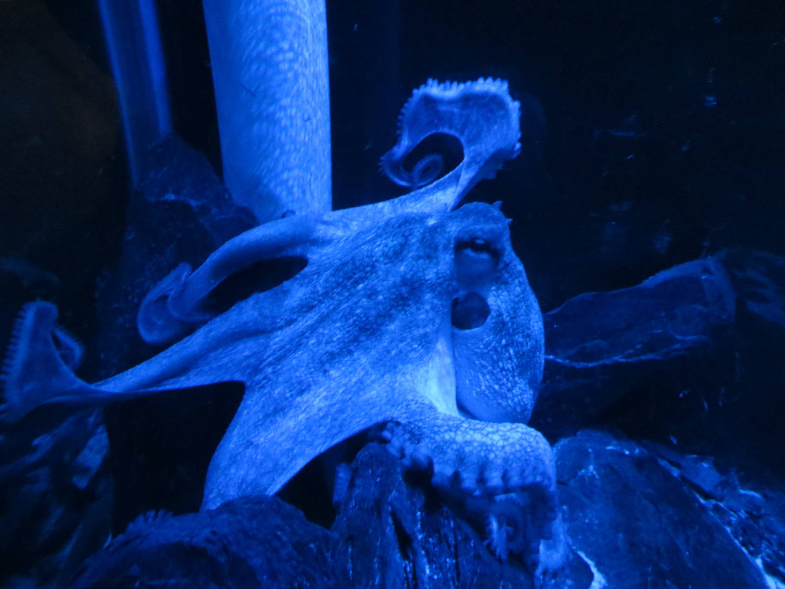 Common Octopus 160515