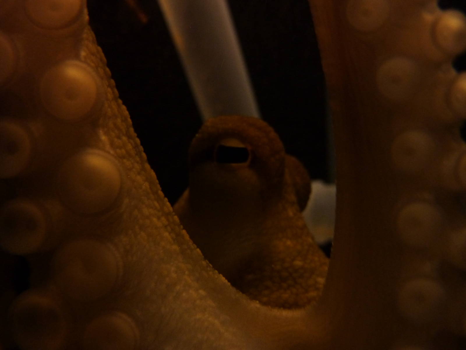 Common octopus, 8th Feb 2012